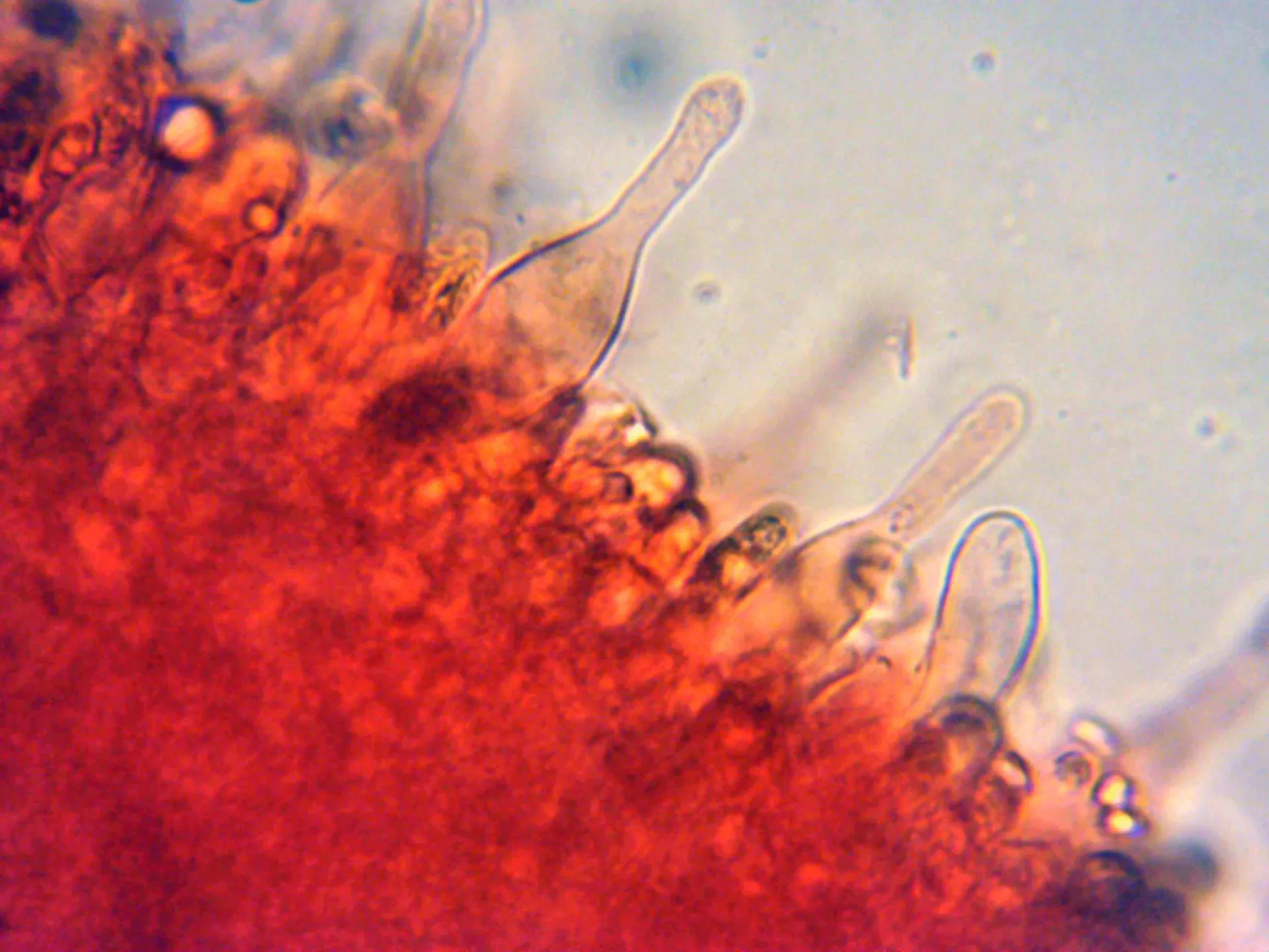 Microscopía de Lactocollybia cycadicola - 10 - Abundantes queilocistidios